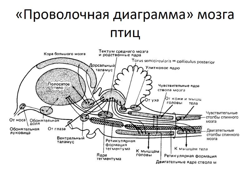 «Проволочная диаграмма» мозга птиц